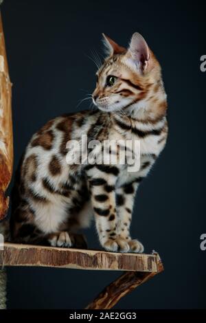 Jeune Chat Bengal Studio Portrait Banque D'Images
