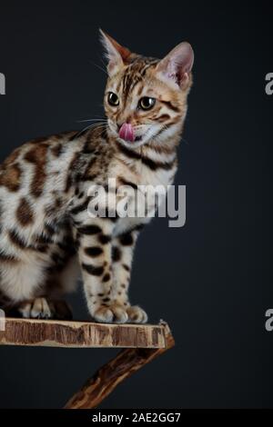 Jeune Chat Bengal Studio Portrait Banque D'Images