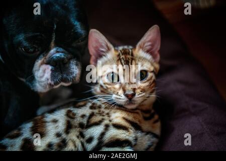 Jeune Chat Bengal kitten playing et dormir avec son ami Boston Terrier Banque D'Images