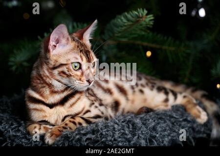 Jeune Chat Bengal Studio Portrait avec des décorations de Noël Banque D'Images