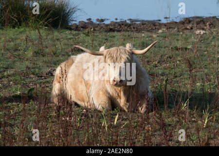 Vache Highland Banque D'Images