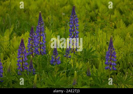 Quelques beaux lupins mauve dans un champ dans le New Hampshire. Banque D'Images
