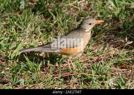 Kurichane Thrush oiseau Turdus libonyana se nourrissant sur le terrain Parc national Chobe Afrique du Botswana Banque D'Images