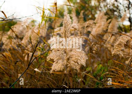 Nature en automne: Belle inflorescence dorée de roseau commune, une plante de la famille des graminées, qui pousse près de l'eau. Banque D'Images