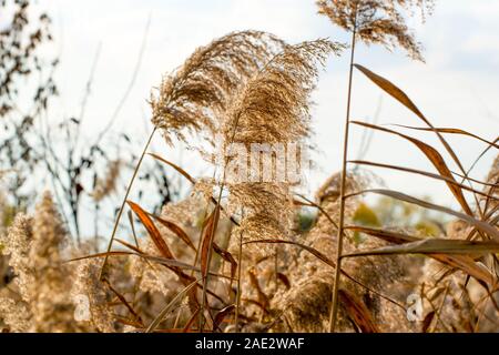 Nature en automne : inflorescence de Phragmites australis, connue sous le nom de roseau commun, une herbe humide largement distribuée. Banque D'Images