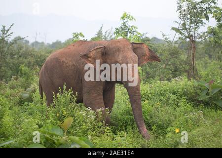 Éléphant d'Asie (Elephas maximus maximus) Banque D'Images