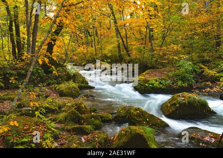 Le passage de la rivière Oirase rochers recouverts de mousse verte et colorée les feuilles qui tombent dans le beau feuillage d'automne à la forêt dans la vallée Oirase Towa Banque D'Images