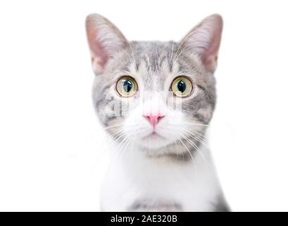 Un mignon chaton shorthair domestique avec une large expression surpris aux yeux bleus Banque D'Images