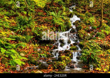 Petit cours d'eau naturels de la montagne des roches de passage au motif que l'objet avec des feuilles qui tombent dans la vallée Oirase, Towada Hachim Banque D'Images