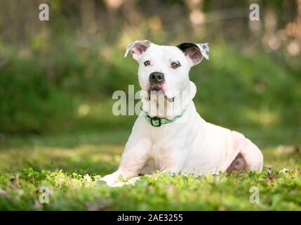 Un livre blanc et noir American Bulldog dog allongé dans l'herbe en plein air Banque D'Images