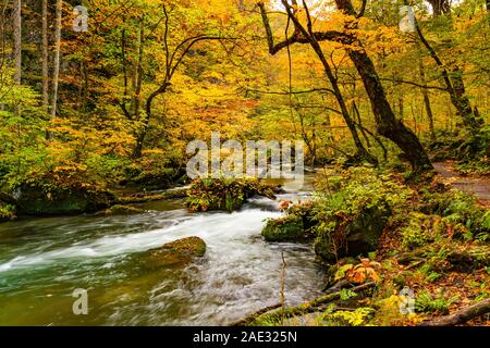 Belle Oirase stream flux le long de la piste de randonnée Oirase traversent la forêt feuillage coloré de l'automne saison à Oirase dans Gorge Towada Hachim Banque D'Images