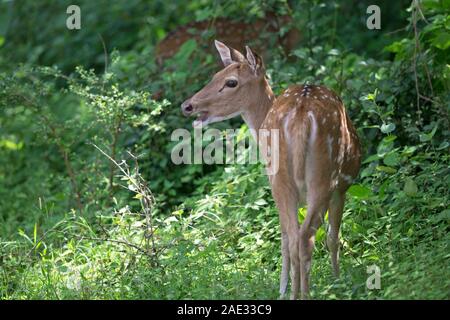 Chital Cerf (Cervus axe) Banque D'Images