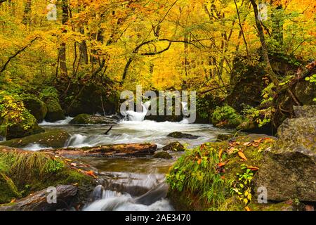 Vue naturelle des couleurs d'automne à destination de la gorge d'Oirase le passage de la rivière Oirase mossy rocks dans le vert feuillage coloré de l'automne dans le remorquage Banque D'Images