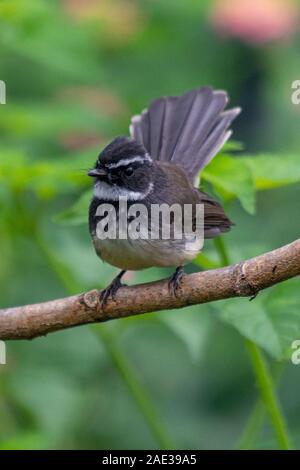 À gorge blanche Oiseau Fantail sur la succursale de Western Ghats Karnataka Inde Banque D'Images