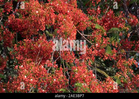 Floraison rouge feuilles de l'Delonix regia, Flame Tree au Botswana Banque D'Images