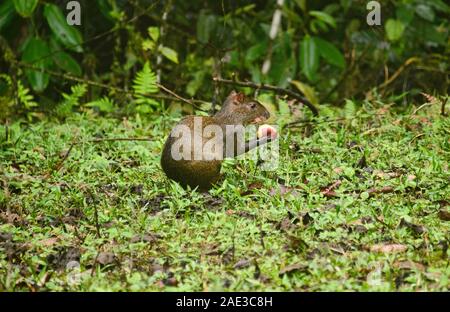 Agouti (Dasyprocta fuliginosa) manger une pomme, Bellavista Cloudforest, Equateur Banque D'Images