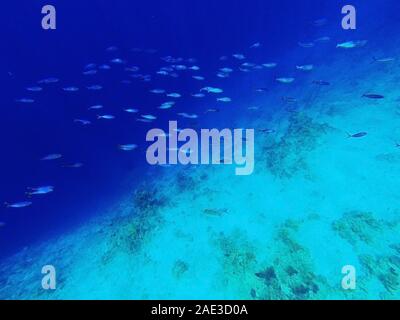 Couleur bleu classique 2020. Classic mode arrière-plan bleu, bleu tonifiant 19 4052. Troupeau de poissons tropicaux dans la mer sous l'eau. Plongée en apnée et Banque D'Images