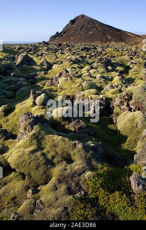 Un paysage volcanique de lave couvertes de mousse d'une ancienne éruption volcanique près d'un cône de cendres depuis longtemps dans le sud-est de l'Islande. Banque D'Images