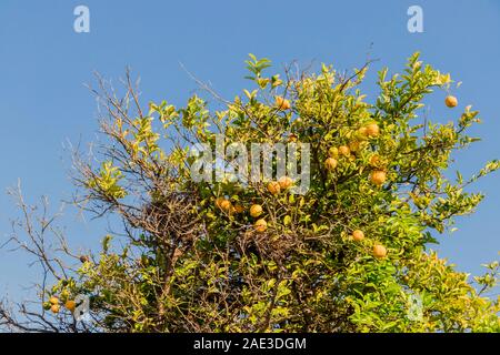 Lemon Tree dans les jardins de belle ville du Cap, Afrique du Sud. Banque D'Images