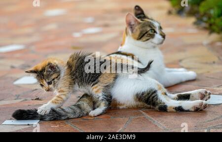 Alimentation chaton écaille Calico et d'être toilettés par mère cat Banque D'Images