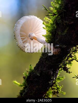 Oudemansiella mucida porcelaine (champignon) croissant sur la branche de hêtre. Tipperary, Irlande Banque D'Images