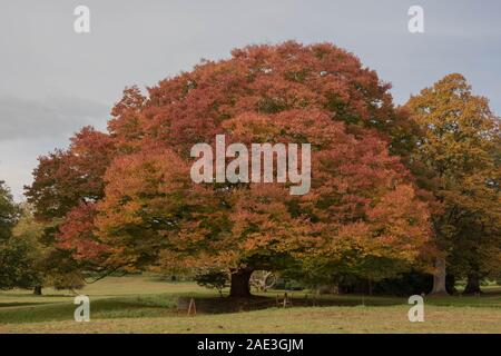 Japanese Zelkova serrata (Keaki) avec des feuilles de couleur d'automne dans un parc en milieu rural Somerset, England, UK Banque D'Images