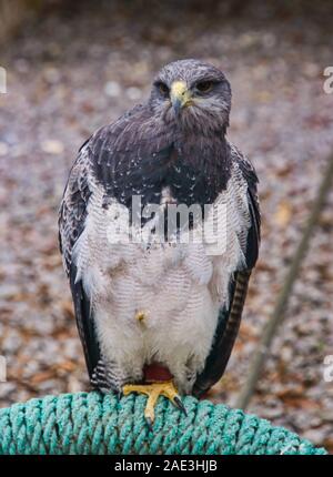 Black-chested eagle buzzard (Geranoaetus melanoleucus), Parque Condor, Leon, Nicaragua Banque D'Images