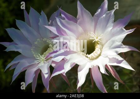 Gros plan sur deux fleurs roses Selenicereus grandiflorus qui fleurent un jour en onyle. Courte vie et concept de diem de carpe. Banque D'Images