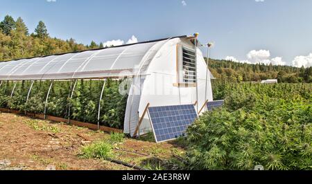 La ferme de chanvre, chanvre biologique floraison 'Suver souche haze' échéant en serre. Cannabis sativa plantes de la parcelle sont 'Lifter' souche. Banque D'Images