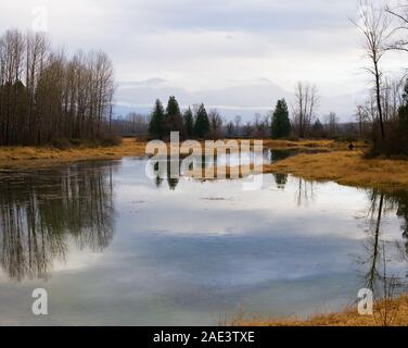 Ce milieu humide est un habitat protégé pour les Tortues peintes de l'Ouest du lac Errock, Mission (Colombie-Britannique), Canada Banque D'Images