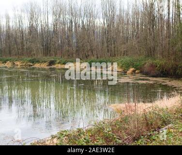 Ce milieu humide est un habitat protégé pour les Tortues peintes de l'Ouest du lac Errock, Mission (Colombie-Britannique), Canada Banque D'Images