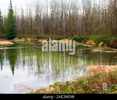 Ce milieu humide est un habitat protégé pour les Tortues peintes de l'Ouest du lac Errock, Mission (Colombie-Britannique), Canada Banque D'Images