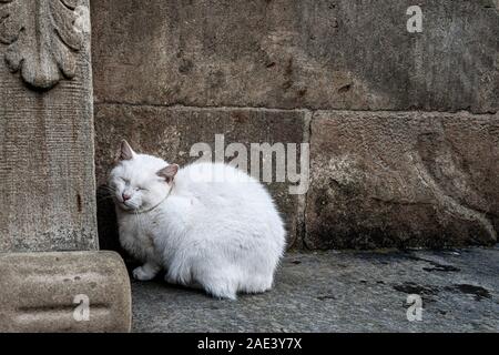 Chat blanc dort sur le mur Banque D'Images