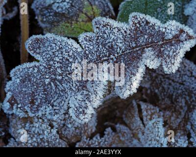 Feuille de chêne tombée givré avec des cristaux de glace sur le terrain avec d'autres feuilles dans un bois Banque D'Images