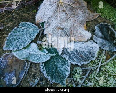 Close-up shot, de givre Le givre blanc sur les feuilles par un froid glacial, matin, à l'hiver Banque D'Images