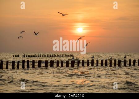 Les mouettes volent au-dessus de la surf au large de la côte de Mielno, Pologne 2019. Banque D'Images