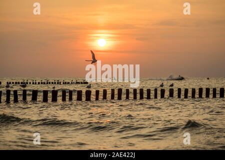 Les mouettes volent au-dessus de la surf au large de la côte de Mielno, Pologne 2019. Banque D'Images