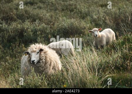 Le nord de moutons blancs et ses agneaux, le pâturage par l'ammophile et mousse verte dunes, sur l'île de Sylt, dans la mer du Nord, de l'Allemagne. Frison ferme de moutons. Banque D'Images