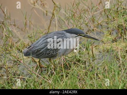 Lave Galapagos heron (Butorides sundevalli) avec un crabe, Isla Isabela, îles Galapagos, Équateur Banque D'Images