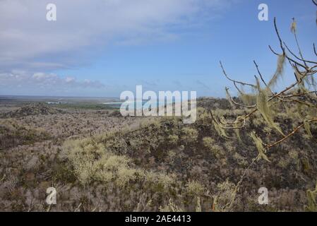 Arbres couverts de lichen près de Las Lagrimas, Isla Isabela, îles Galapagos, Equateur Banque D'Images
