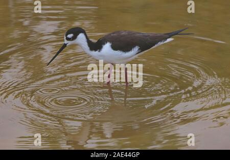 Pied Stilt (Himantopus leucocephalus), Isla Isabela, îles Galapagos, Equateur Banque D'Images