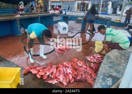 Fresh brujo (poisson scorpion) dans le marché de poissons de Puerto Ayora, l'île Santa Cruz, Galapagos, Equateur Banque D'Images