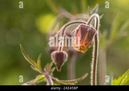 Belle eau Avens, Geum rivale, fleurs et bourgeons Banque D'Images