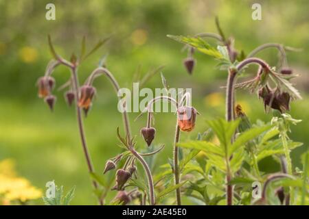 Belle eau Avens, Geum rivale, fleurs Banque D'Images