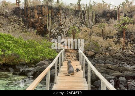 Lion de mer Galapagos (Zalophus wollebaeki) et l'iguane marin, l'île Santa Cruz, Galapagos, Equateur Banque D'Images