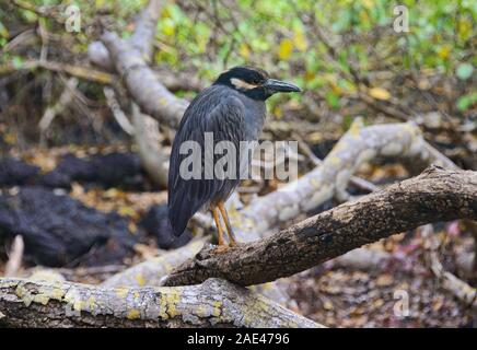 Bihoreau gris-jaune (Nyctanassa violacea), Isla Isabela, îles Galapagos, Equateur Banque D'Images