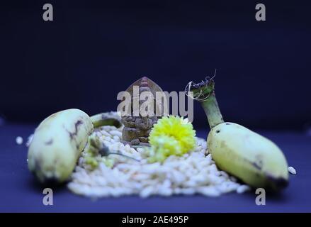 Pooja et Saraswathi Ayudha Pooja célébrations - dieu hindou Vinayaga avec des bananiers, des fleurs et de Pori Banque D'Images