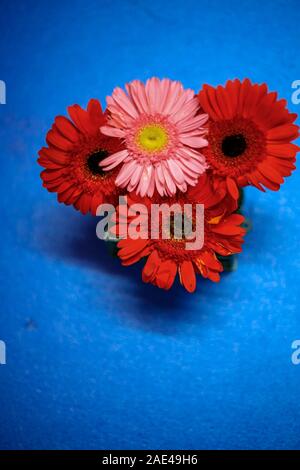 Rose et rouge foncé Gerber têtes sur le fond bleu Banque D'Images