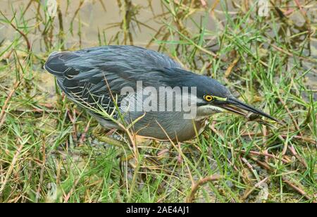 Lave Galapagos heron (Butorides sundevalli) avec un crabe, Isla Isabela, îles Galapagos, Equateur Banque D'Images