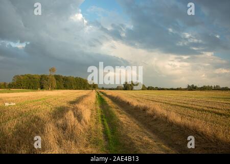 Route à travers les champs fauchés, des arbres à l'horizon et les nuages dans le ciel Banque D'Images